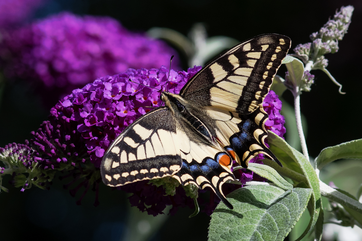 D50_1251_Schwalbenschwanz_Garten IIA_7_2022.jpg