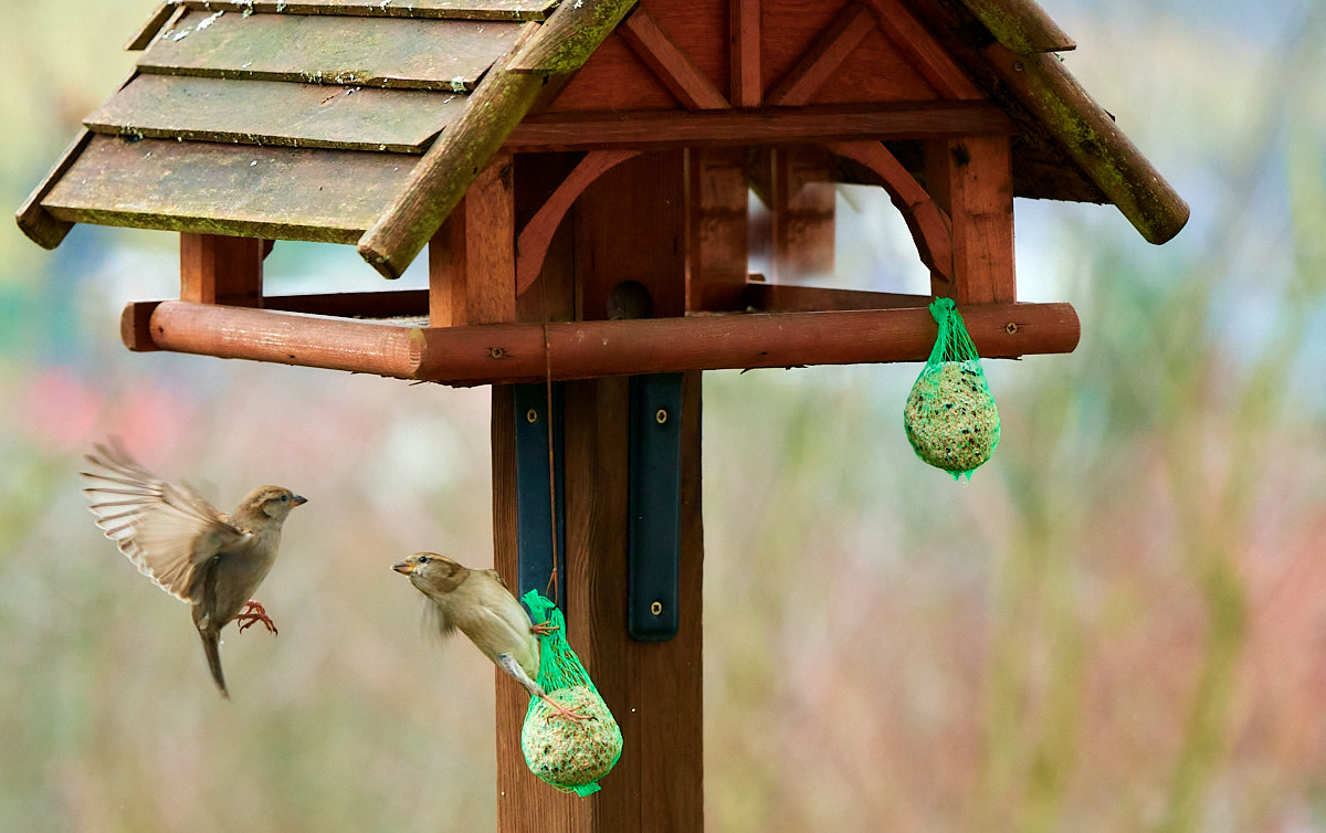 D50_1295Vogelhaus3_web.jpg