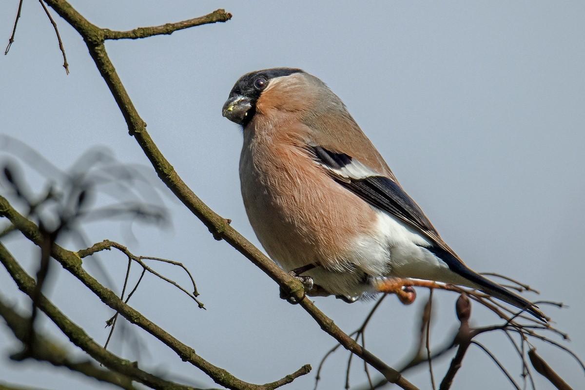 D50_1580_Dompfaff_Dame IA_3_2020.jpg