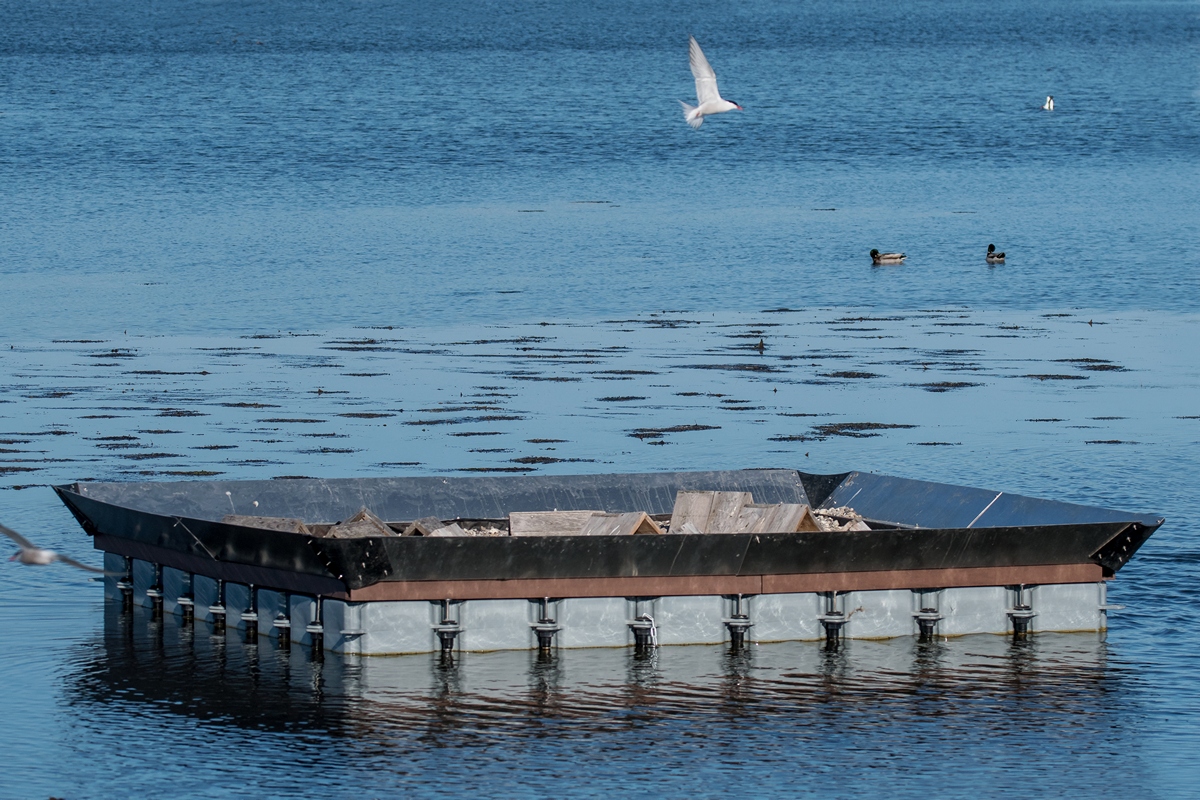 D50_1666_der Ponton der Flussseschwalben IA_5_2019.jpg