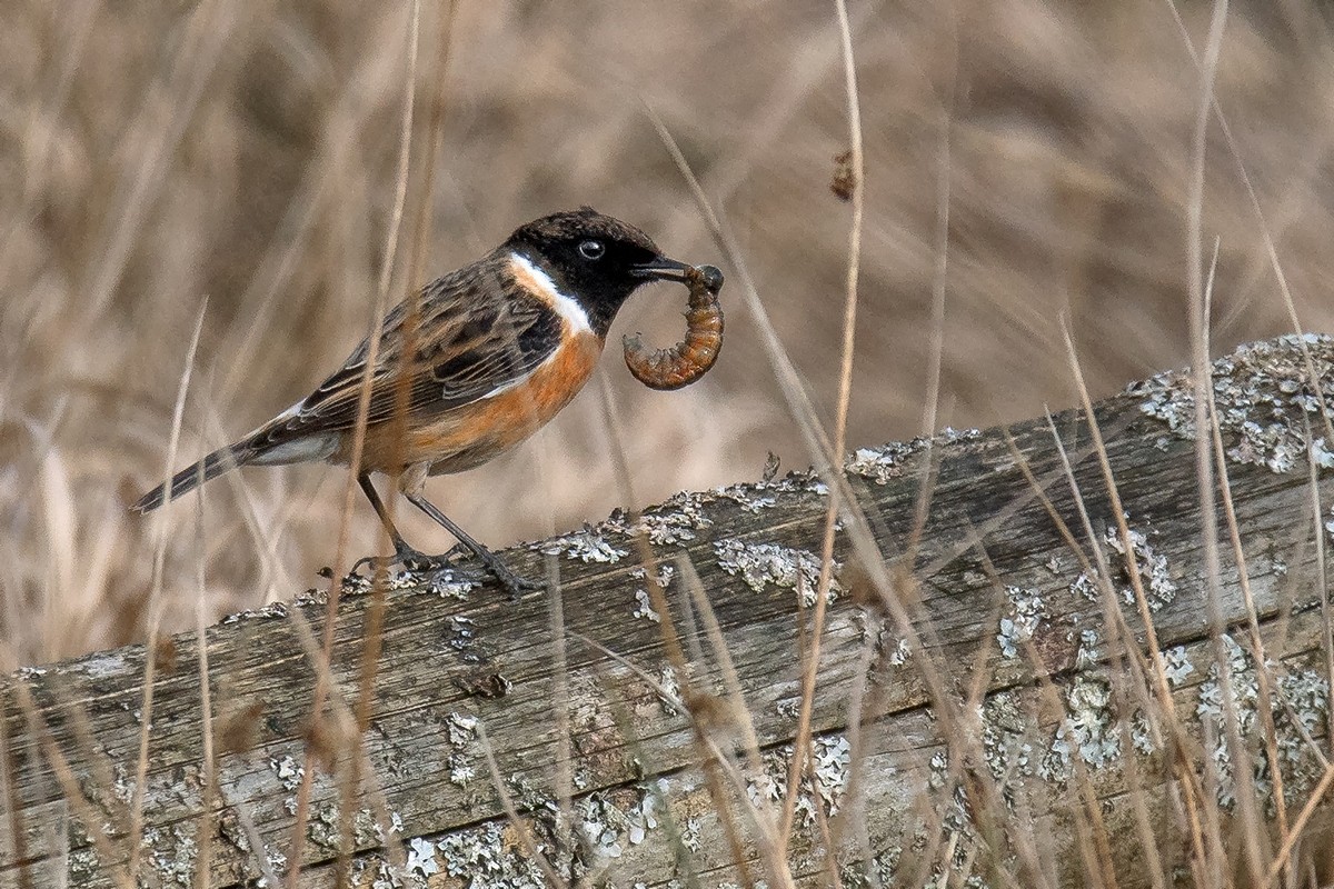 D50_1714_Schwarzkehlchen IA_3_2020.jpg
