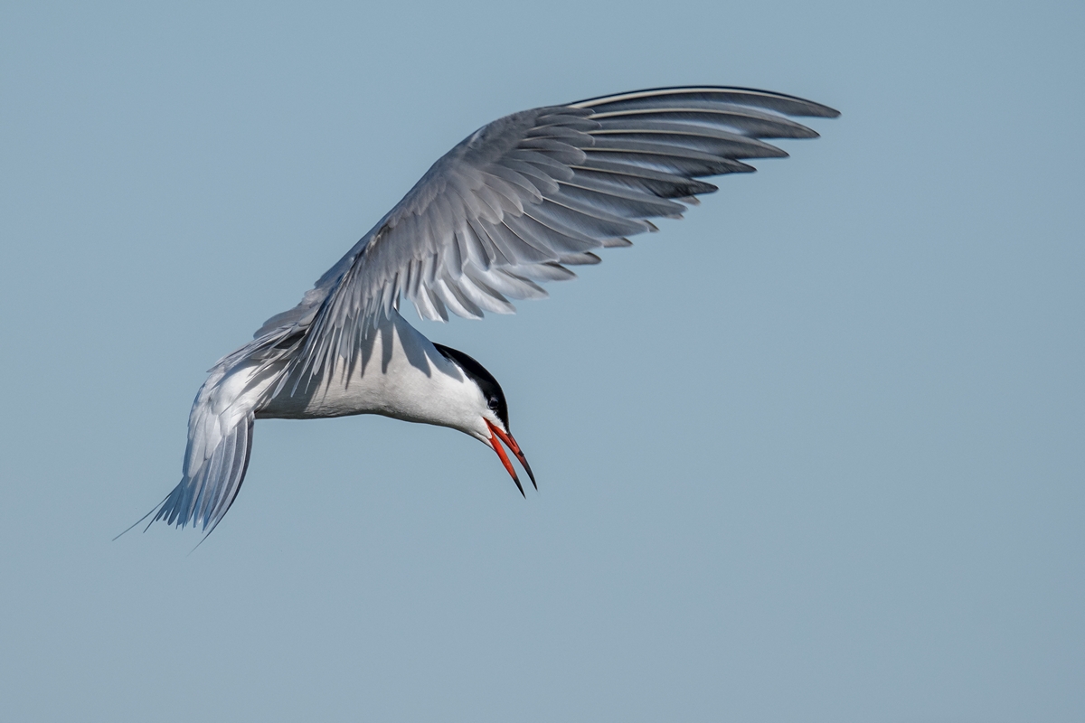 D50_1731_Flugbhild IIIA_5_2019.jpg