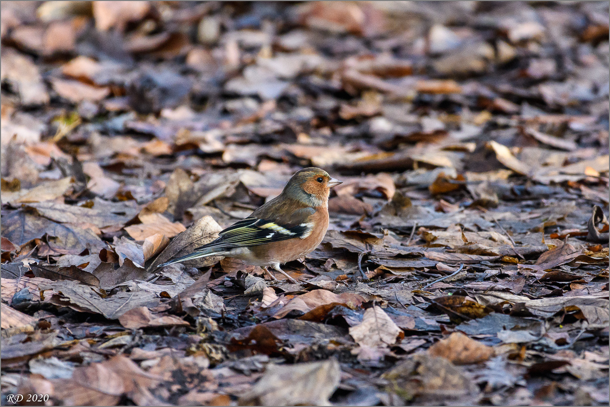 D50_1737.jpg