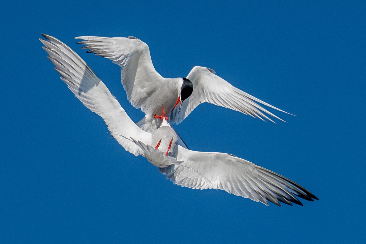 D50_1748_Balzflug total IA_5_2019.jpg