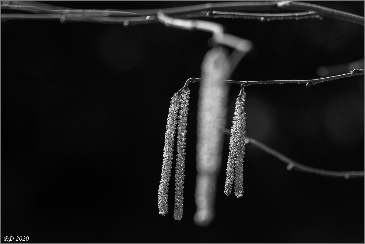 D50_1898.jpg