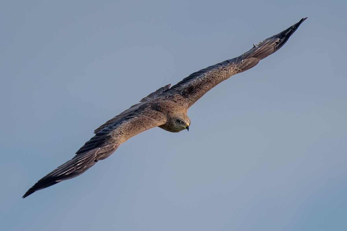 D50_1900_Bussrd Schrägflug IA_5_2019.jpg