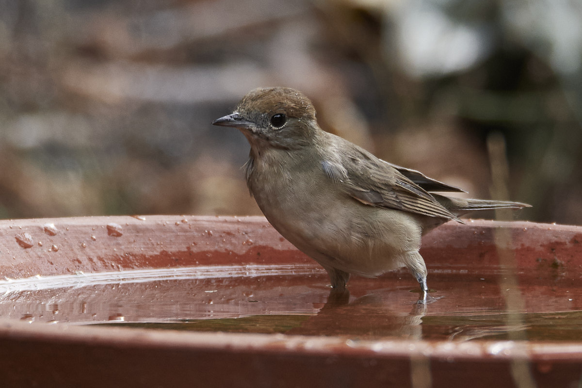 D50_2032 2.jpg