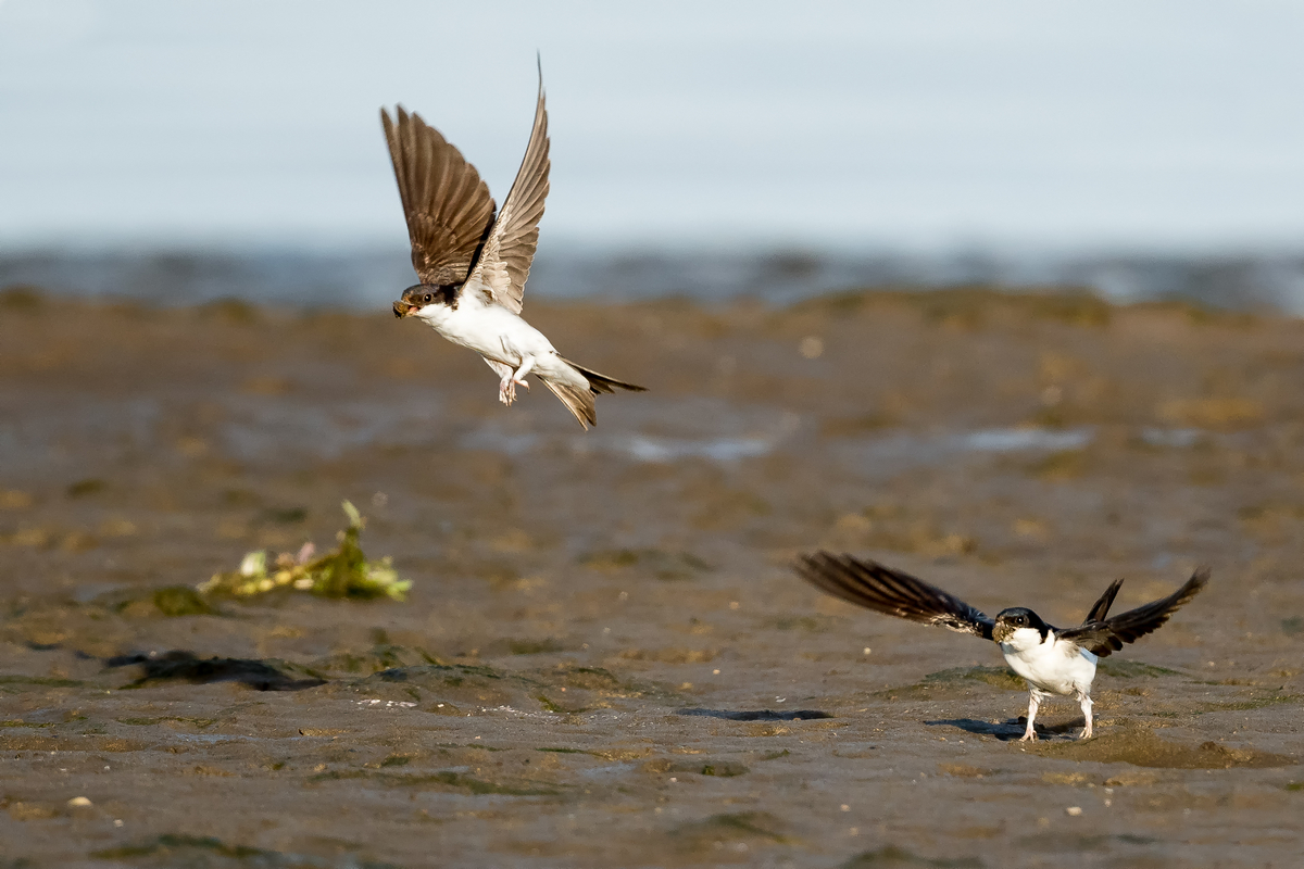 D50_2210 _Abflug mit Nestmaterial IA_7_2020.jpg