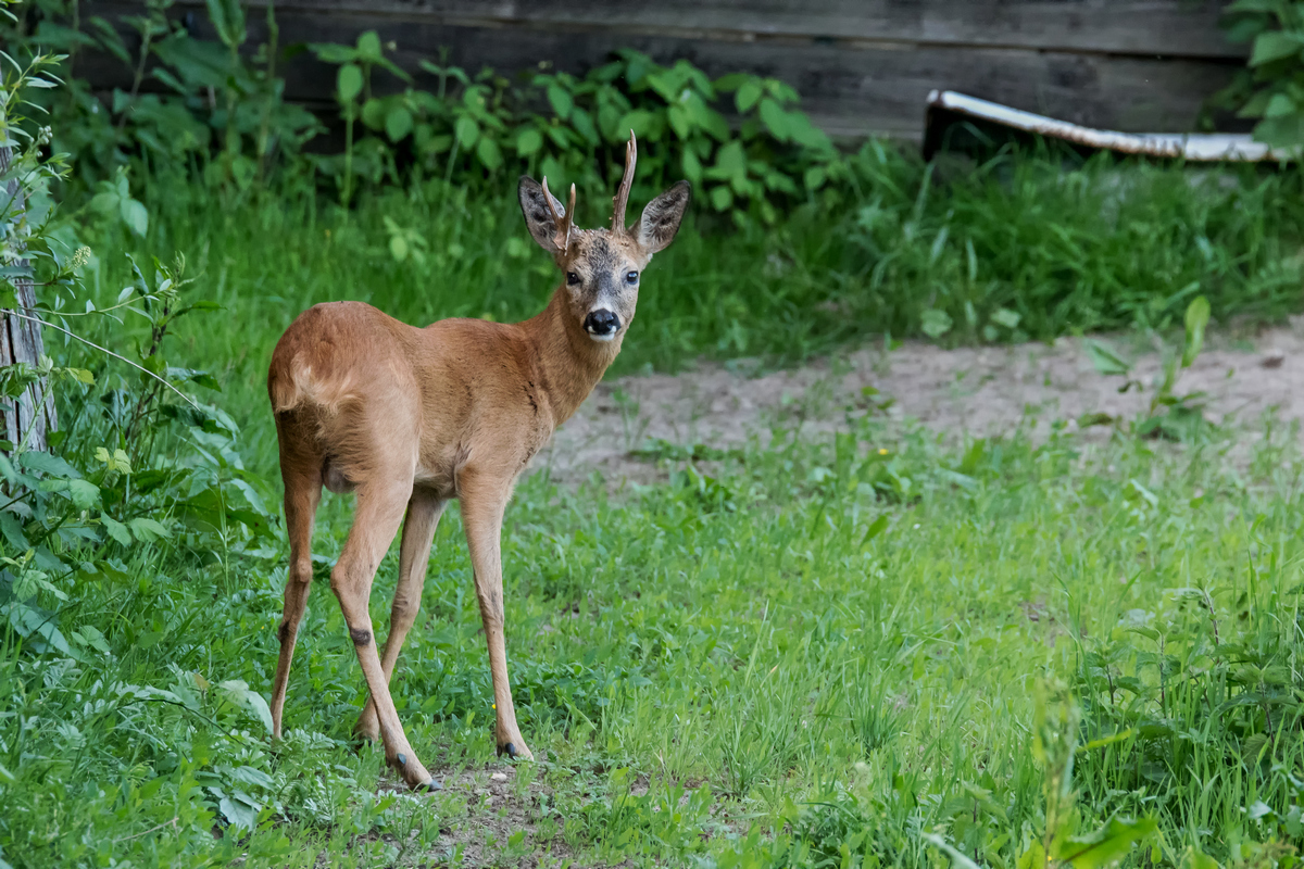 D50_2339_Rehbock mit asymetrischem Geweih_IA_6_2019.jpg