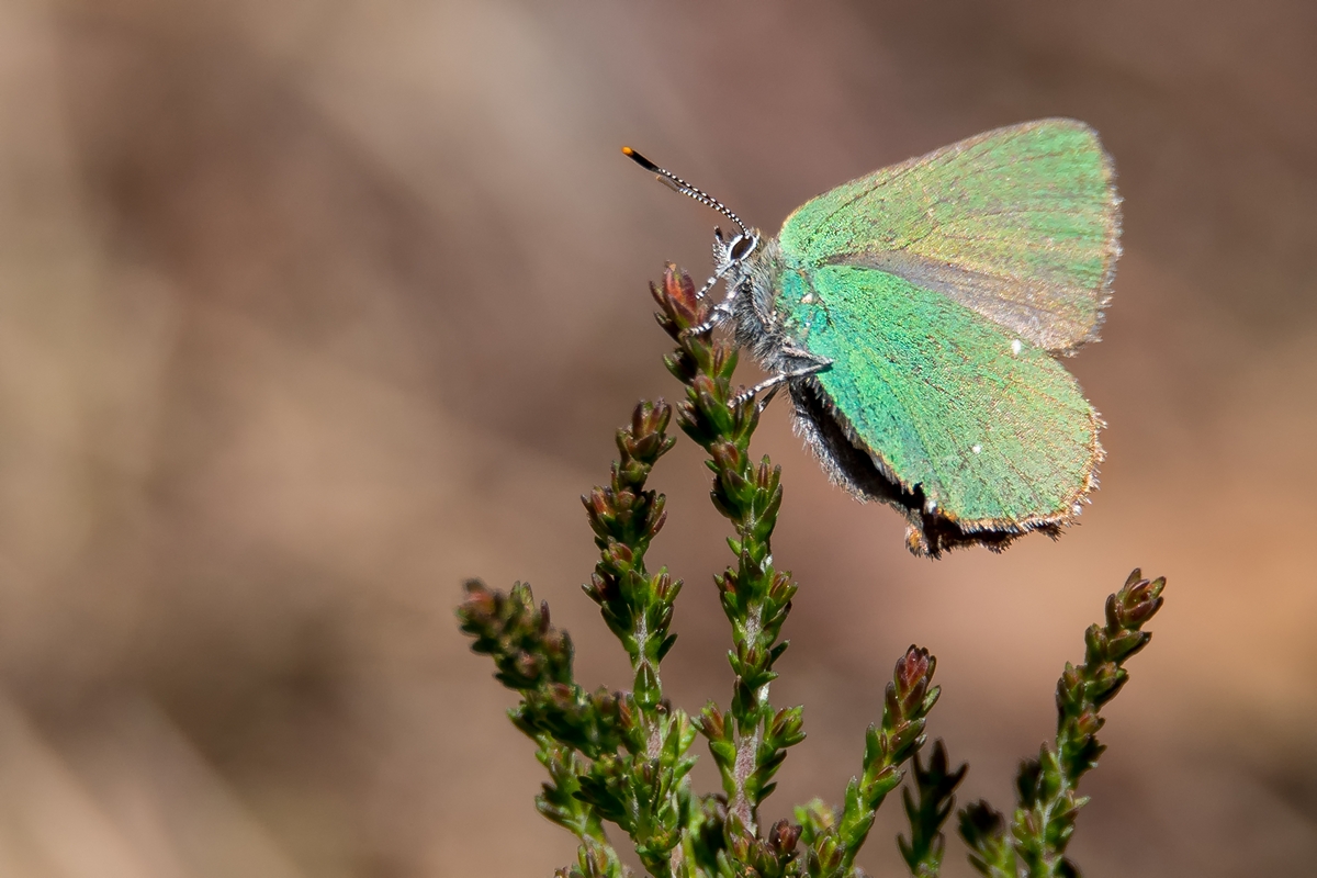 D50_2427_grüner Zipfelfalter IIIBA_5_2107.jpg