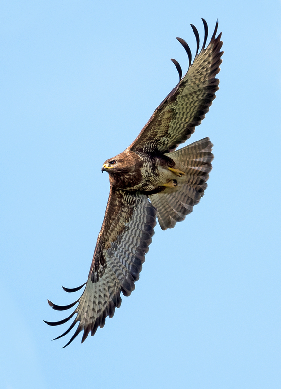 D50_2464_Bussard Hoch_IIA_5_2021.jpg