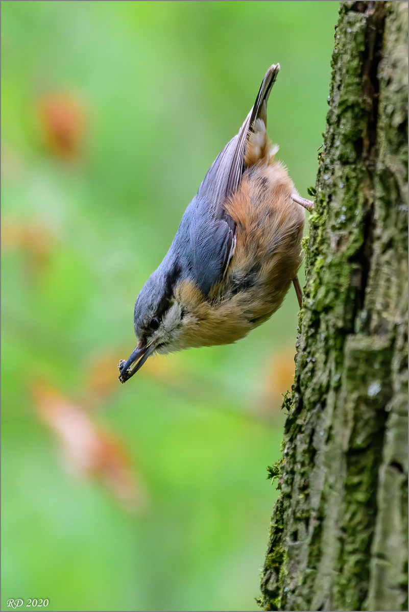 D50_2617-Bearbeitet.jpg