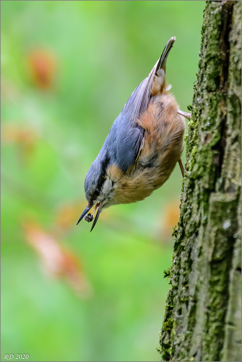 D50_2618-Bearbeitet.jpg