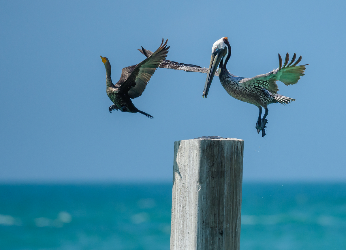 D50_2856_Brauner Pelikan_Kormoran_Key West_Florida_IA_4_2024.jpg