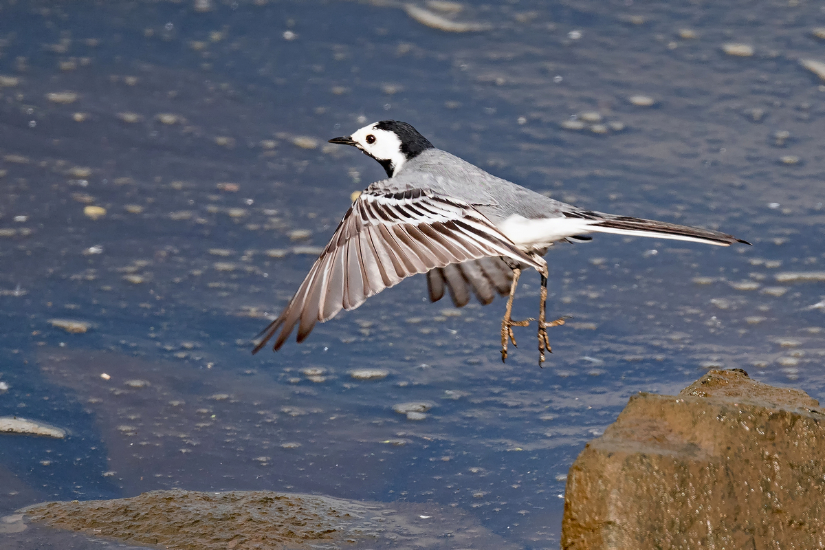 D50_2932_Bachstelze im Flug IA_5_2021.jpg