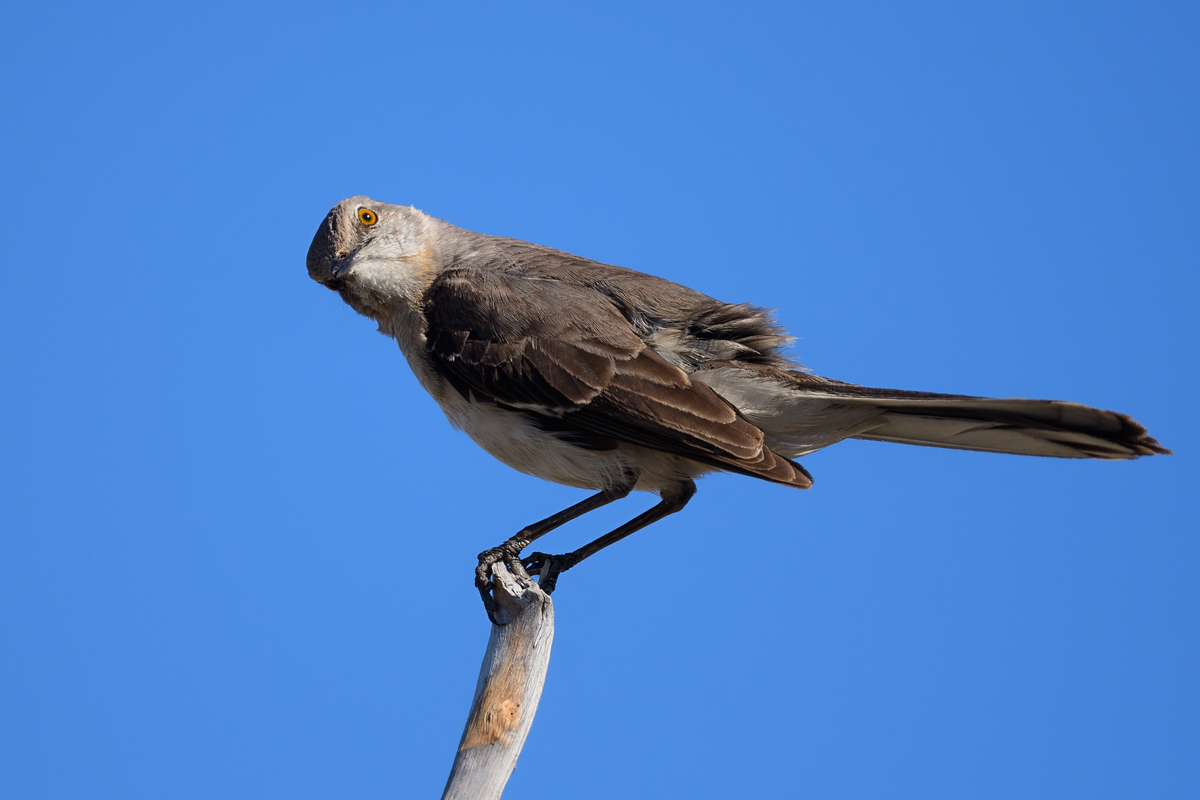 D50_2978_Spottdrossel_Northern Mockingbird_Florida_USA_IA_4_2024.jpg