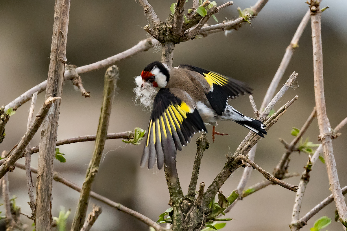 D50_3011_Distelfink fliegt ab_IA_5_2021.jpg