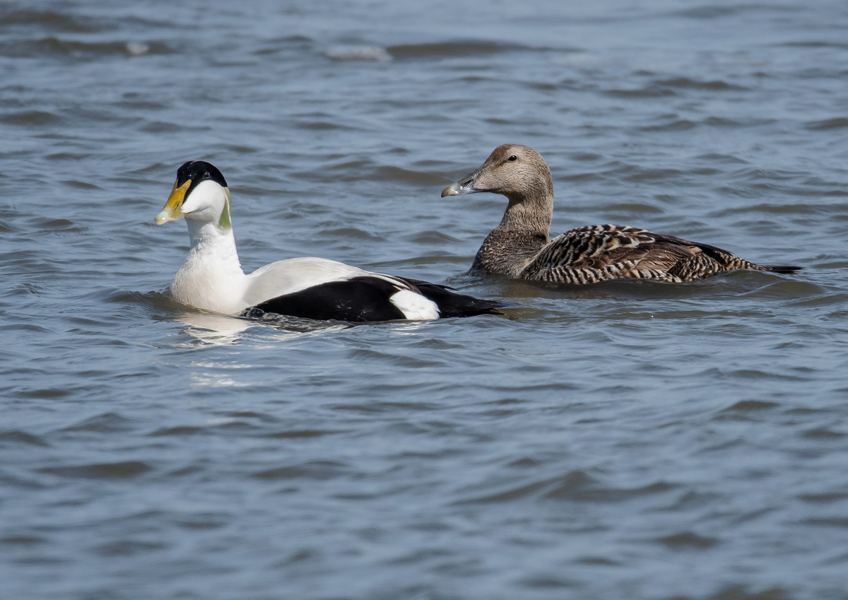 D50_3082_Herr und FRau Eiderente IA_4_2020.jpg