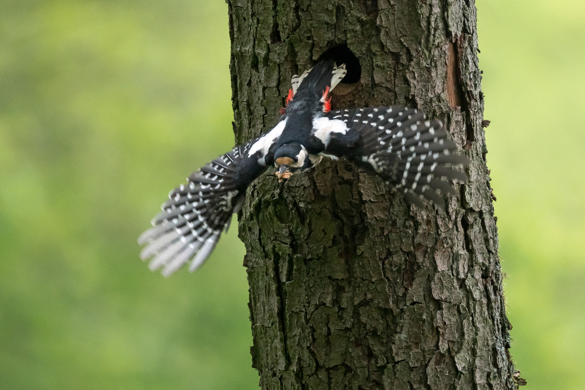 D50_3174_Abflug Specht Weibchen IA_5_2021.jpg