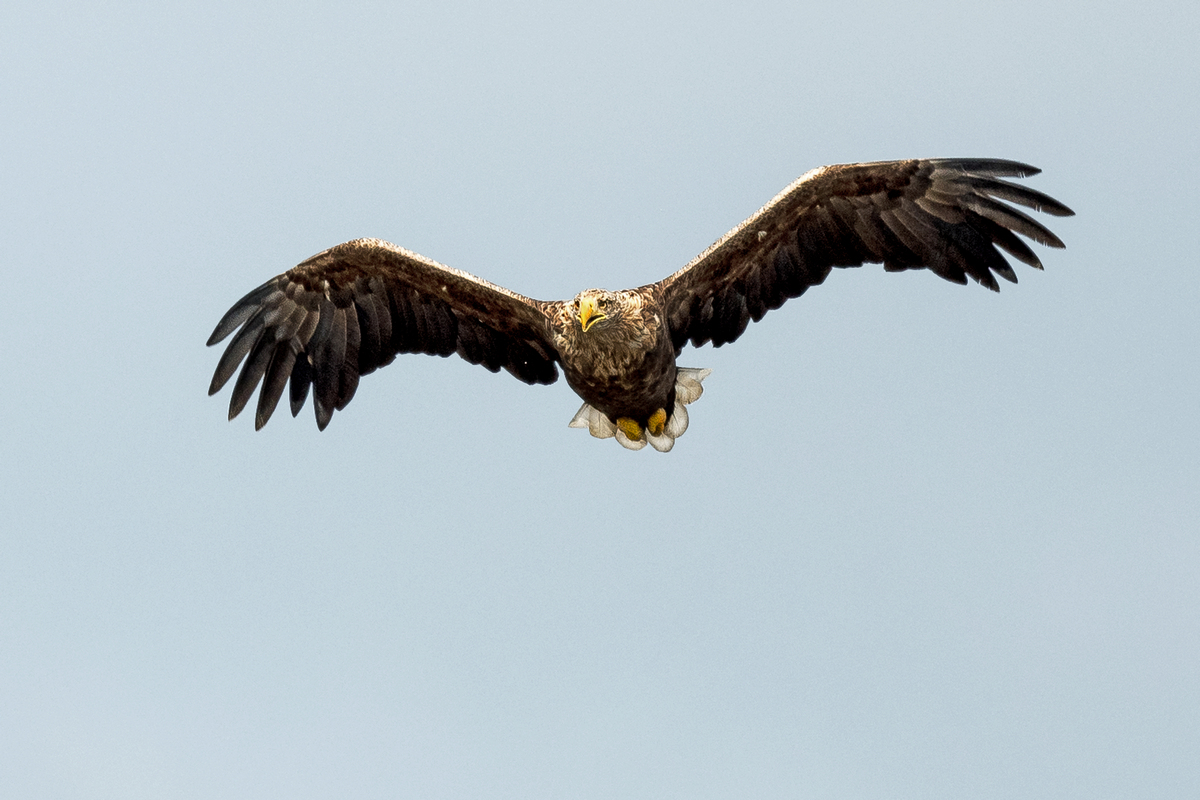 D50_3174_Seeadler kommt fast frontalIA9_2020.jpg