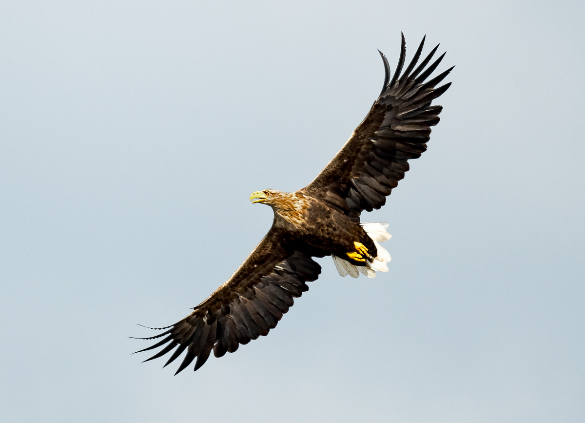D50_3177_Adler_Peking IIA_9_2020.jpg