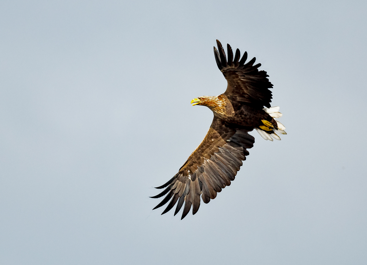 D50_3180_Seeadler_Elbe bei Lühe IA _ Wisch_9_2020.jpg