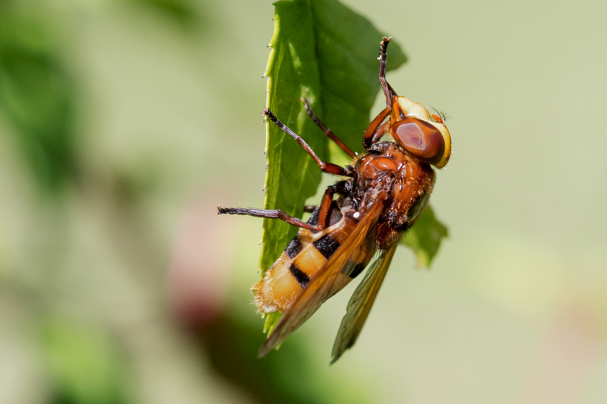 D50_3230_Hornissenschwebfliege_IA_7_2022.jpg