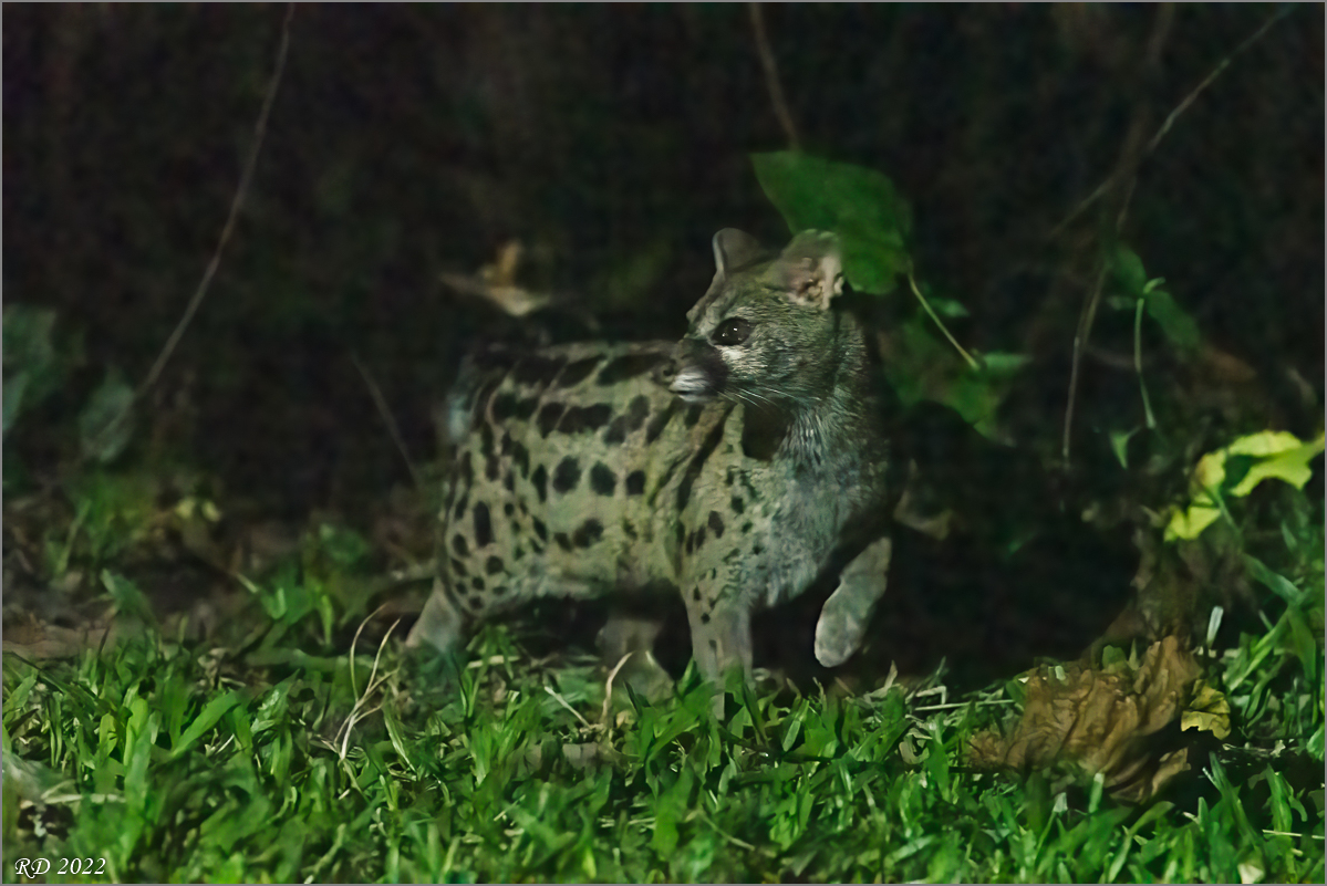 D50_3288-Bearbeitet-Bearbeitet.jpg