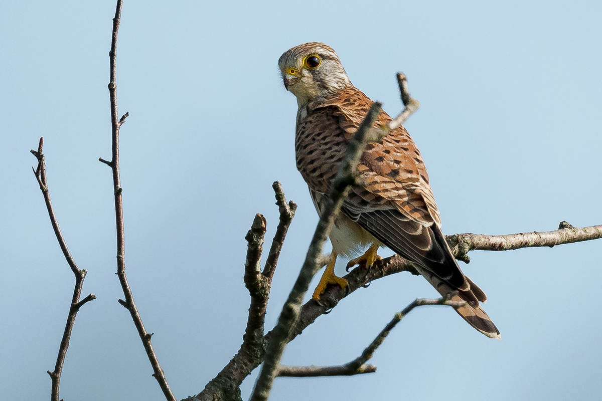 D50_3362_TurmfalkenweibchenIA_9_2020.jpg