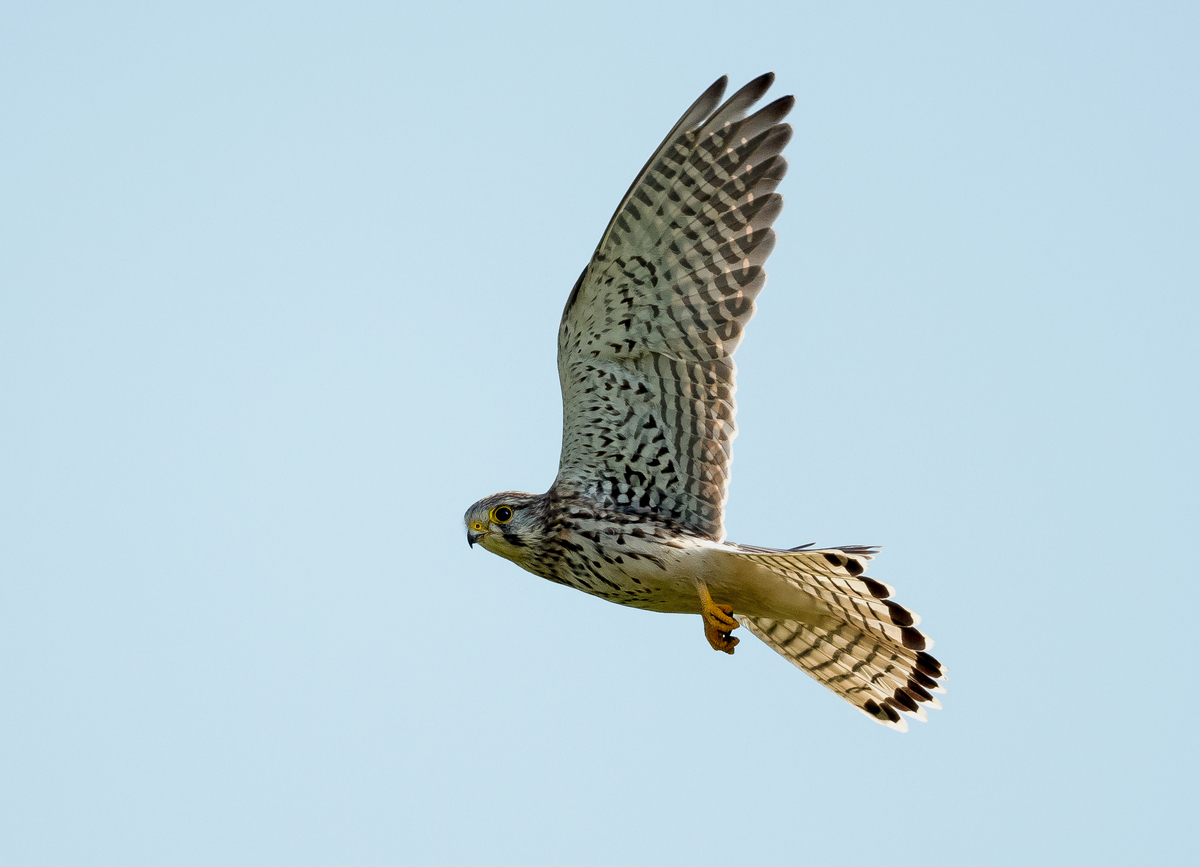 D50_3365_abfliegendes Turfalkenweibchen IA-9_2020.jpg