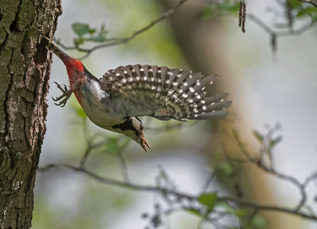 D50_3430_Abflug vom Baum IIA_5_2021.jpg