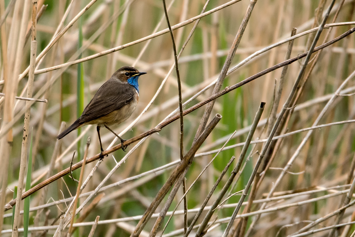 D50_3432_Blaukehlchen im Schilf IA_5_2020.jpg