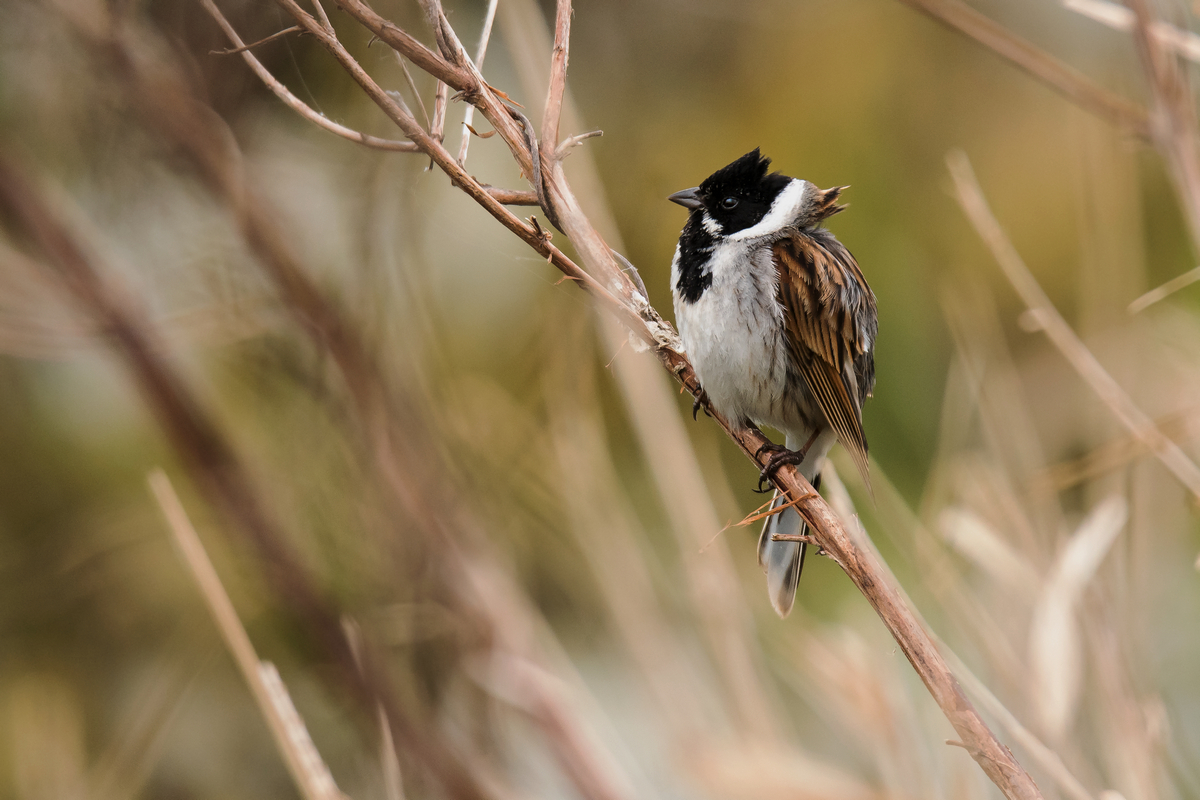 D50_3577_Rohrammer_IA_4_2020.jpg