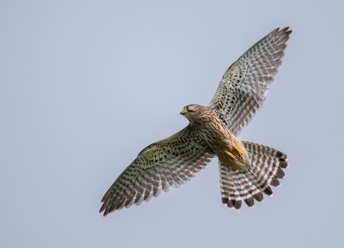 D50_3586_Turmfalke IA_6_2019.jpg