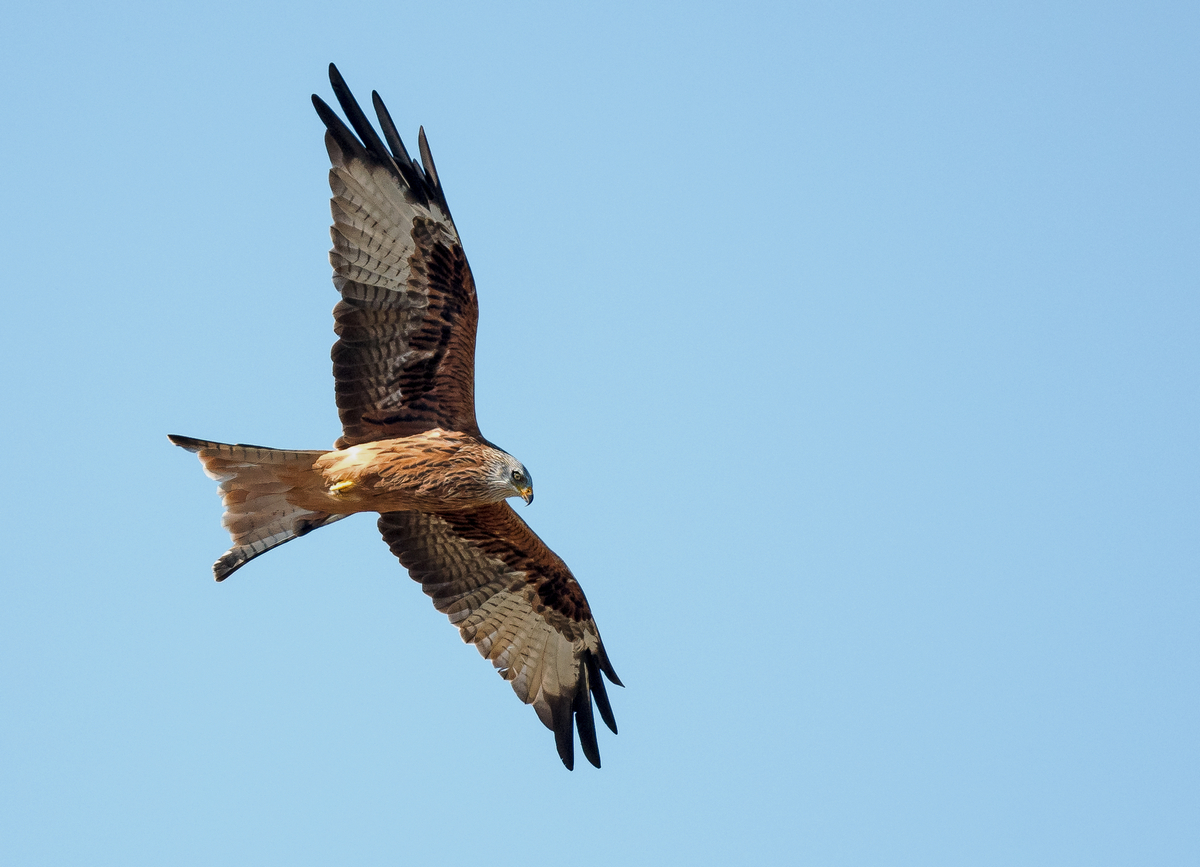 D50_3606_Milan IA_9_2020.jpg