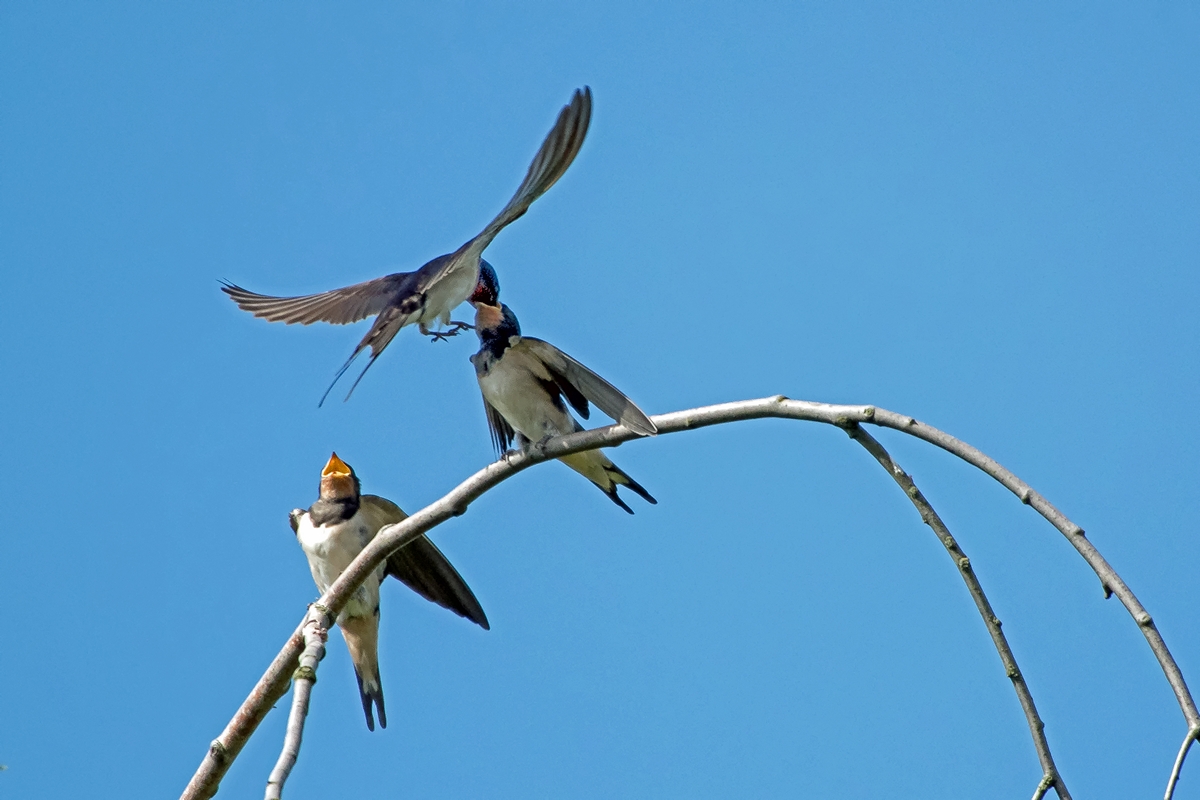 D50_3651_Fütterung im Flug IA_7_207.jpg
