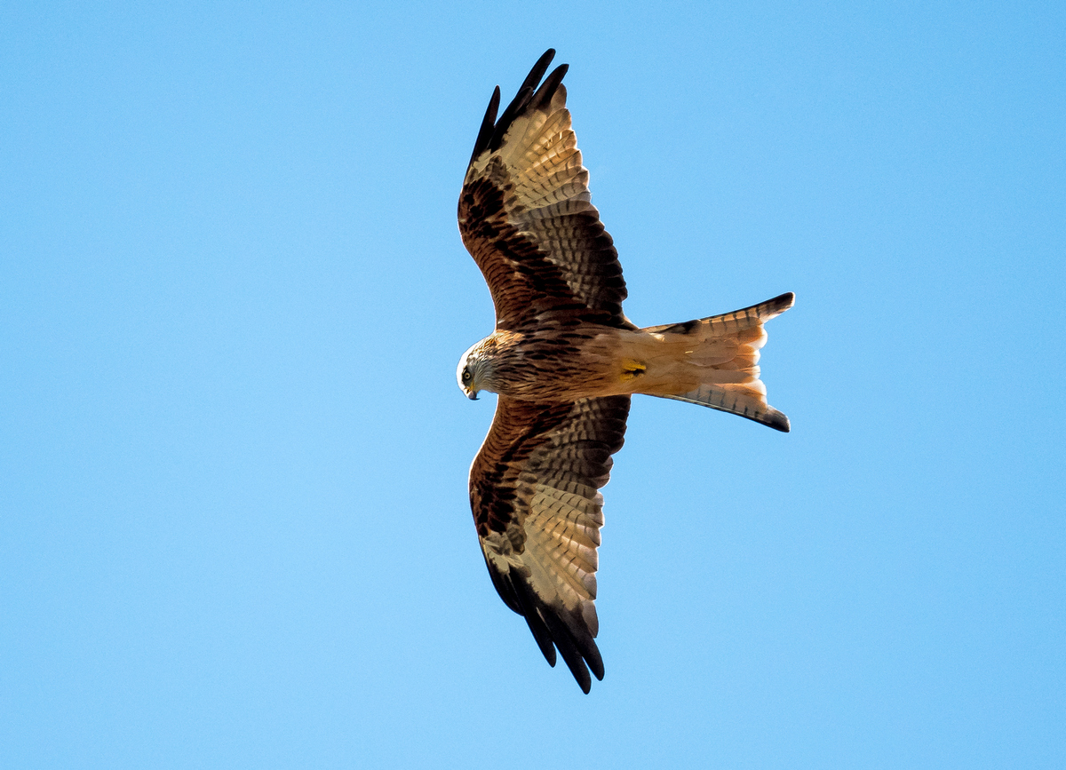 D50_3683_Milan IIA_9_2020.jpg