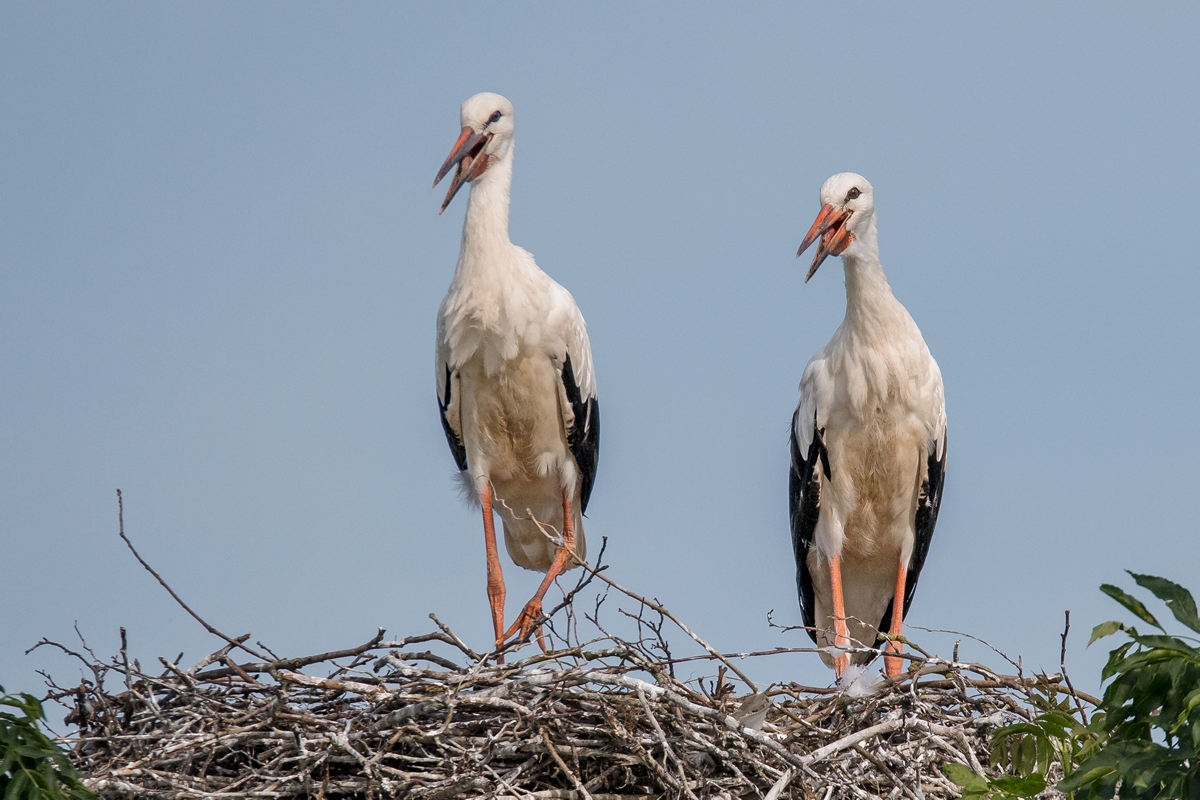 D50_3881_es ist viel zu heiss_hechel_IA_6_2019.jpg