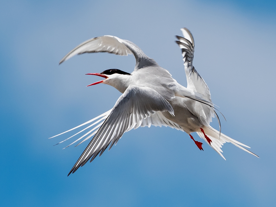 D50_4006_Küstenseeschwalben _Eidersperrwerk_IA_30X40_6_2019.jpg