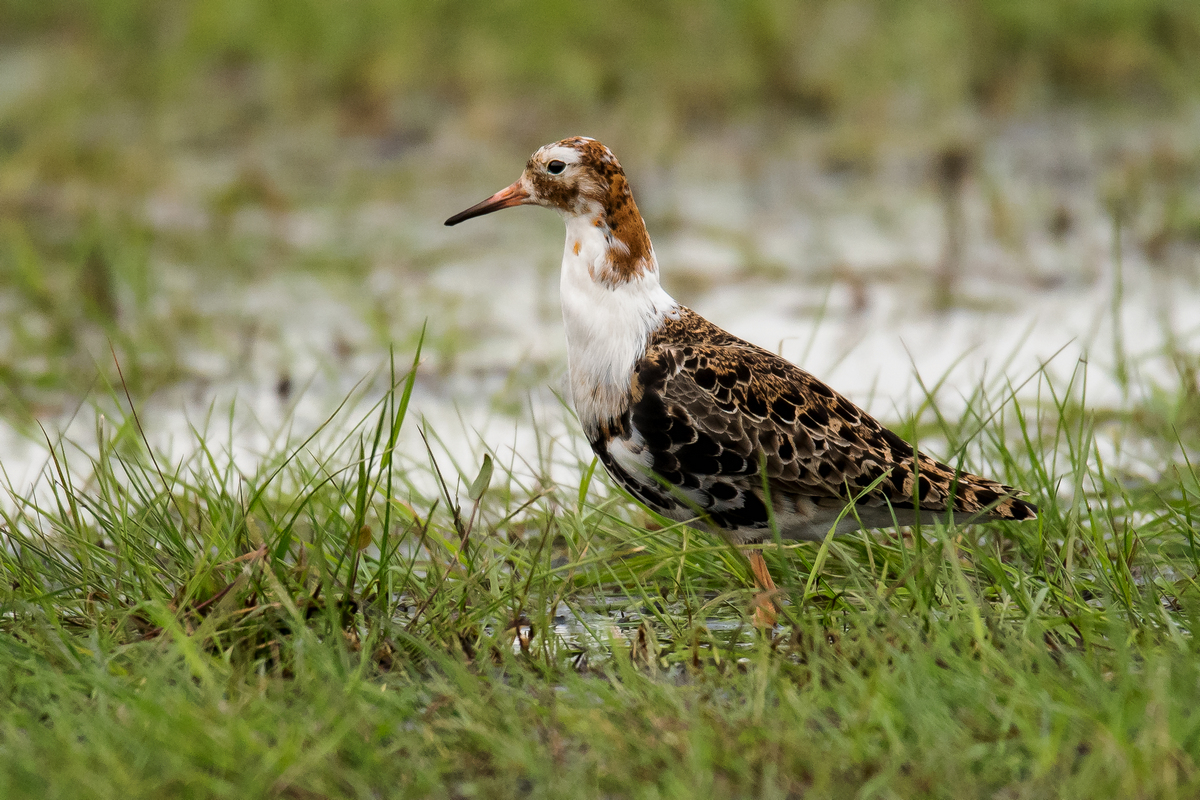 D50_4032_Kampfläufer-Männchen normal_IA_4_2020.jpg
