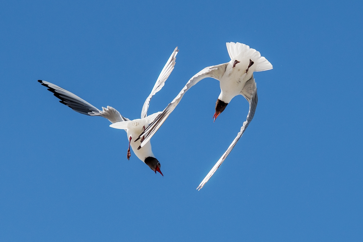 D50_4072_Lachmöven_Eidersperrw_ IA_6_2019.jpg