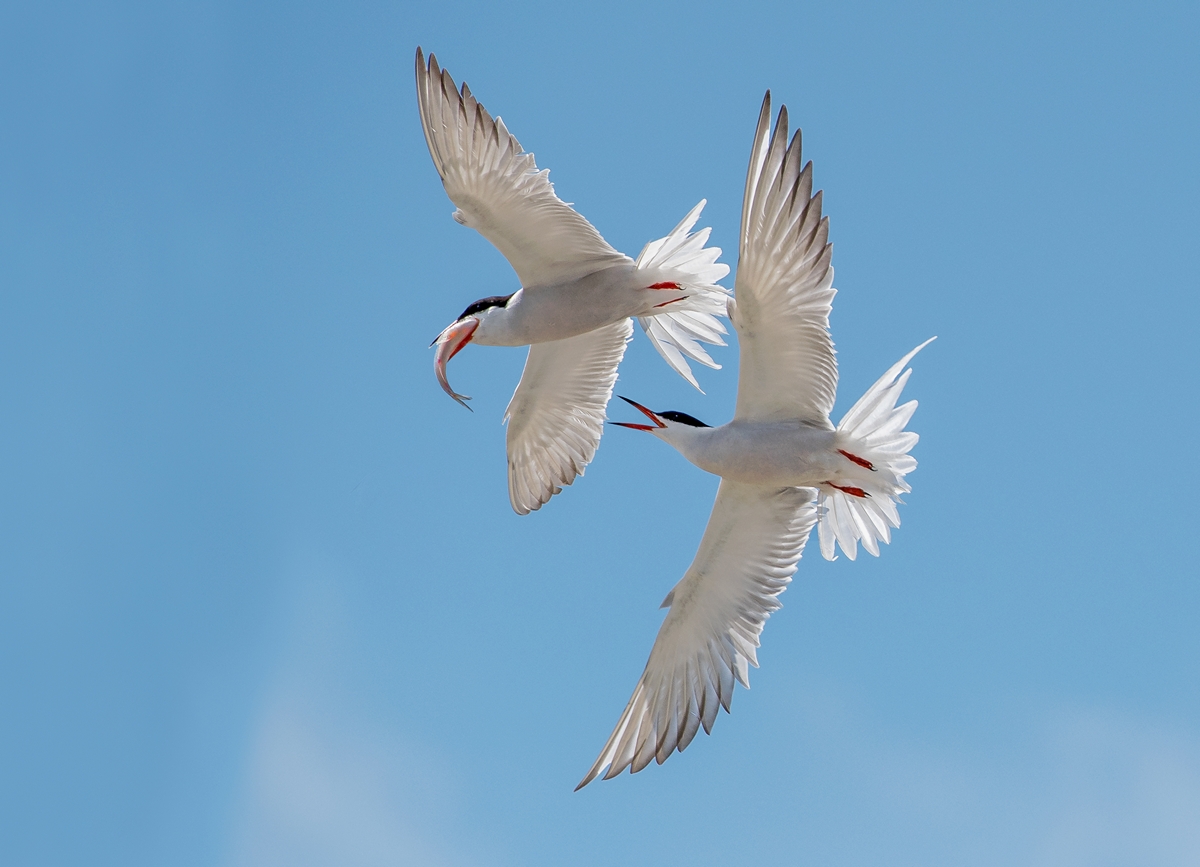 D50_4095_Futterneid_IA_6_2019.jpg