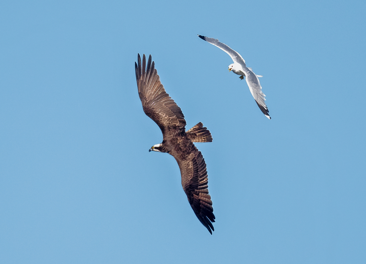 D50_4112_Fischadler von Möve gescheucht IIIA_6_2021.jpg