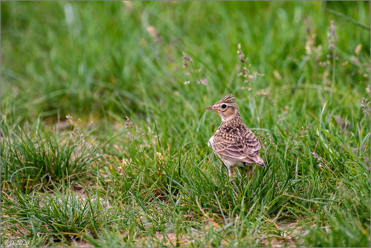 D50_4158-Bearbeitet.jpg