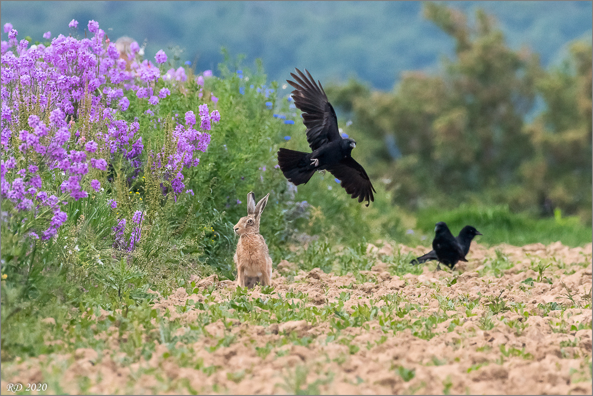 D50_4189-Bearbeitet.jpg