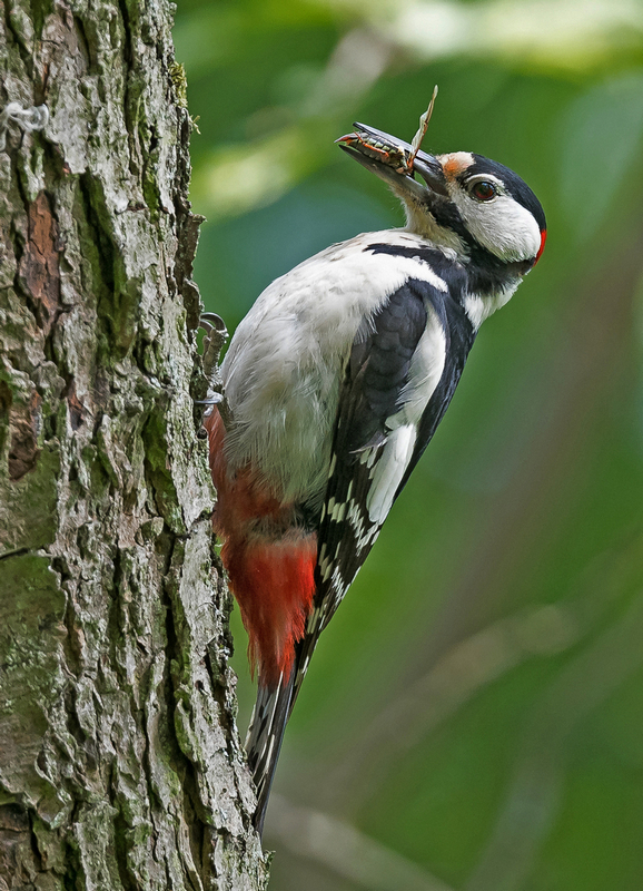 D50_4263_Vater Specht bringt FutterIA_6_2021.jpg