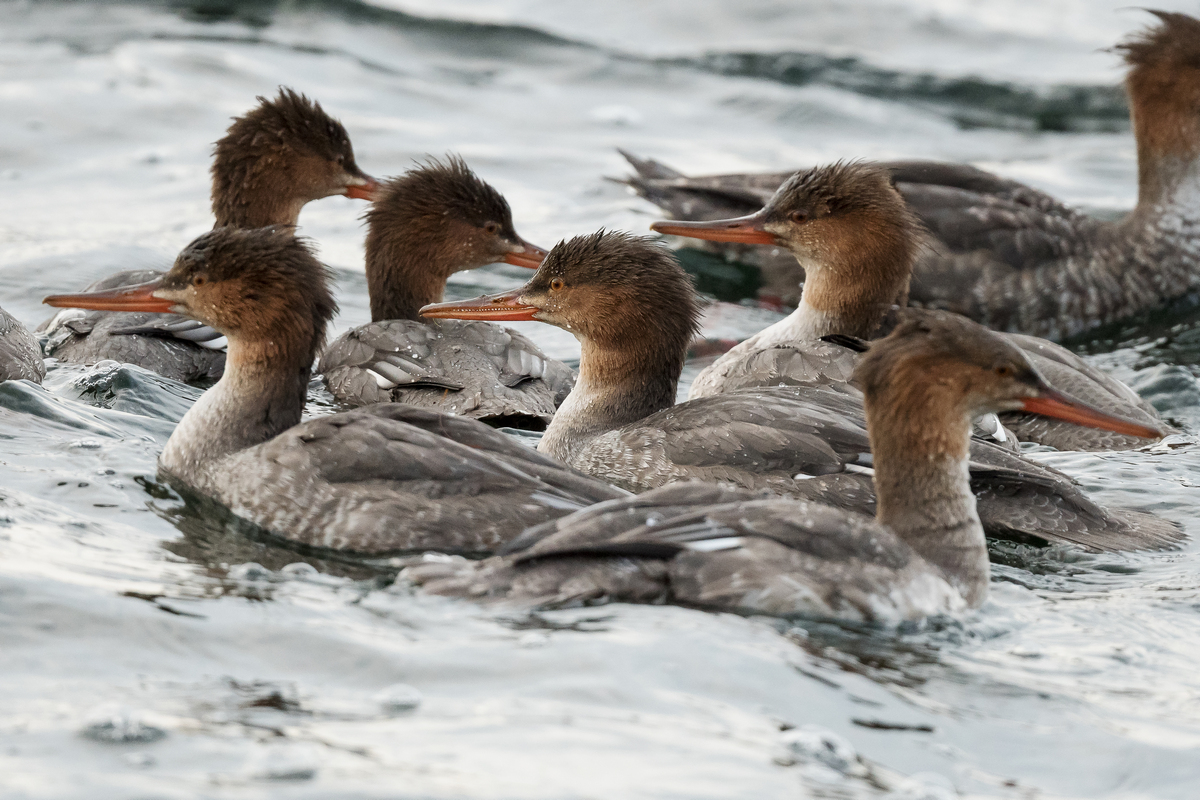 D50_4281-Familienbande Mittelsäger IA_9_2020.jpg