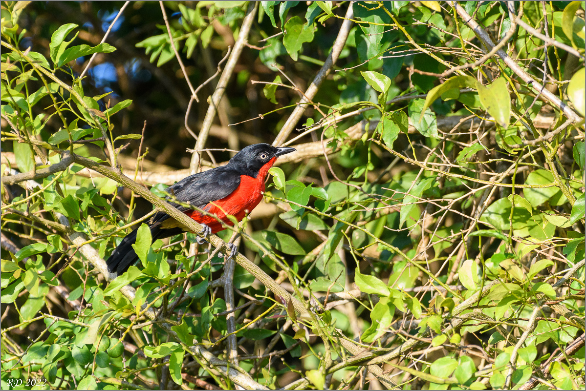 D50_4293.jpg