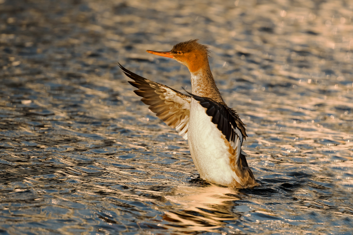 D50_4316Mittelsäger_Jungvogel_Ostsee IA_9_2020.jpg