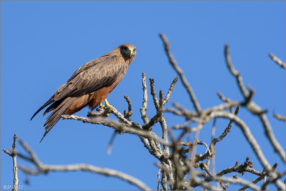 D50_4329-Bearbeitet.jpg